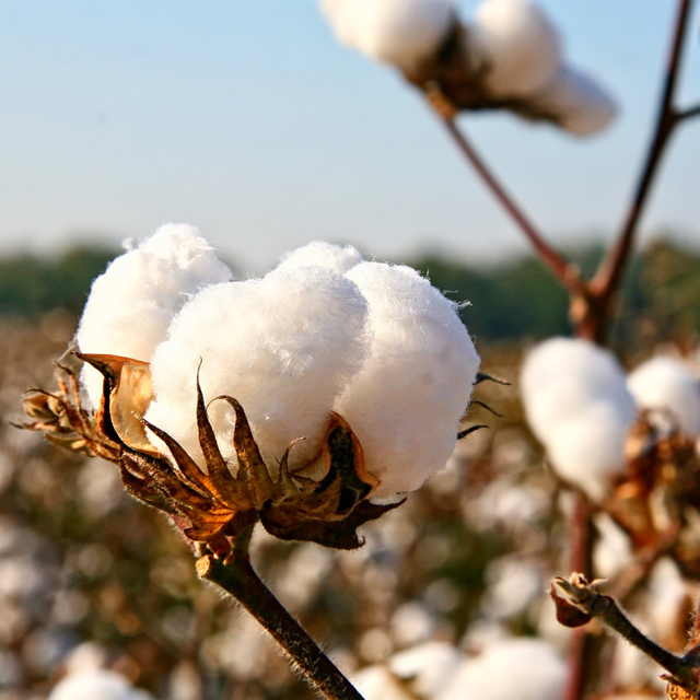 COTTON