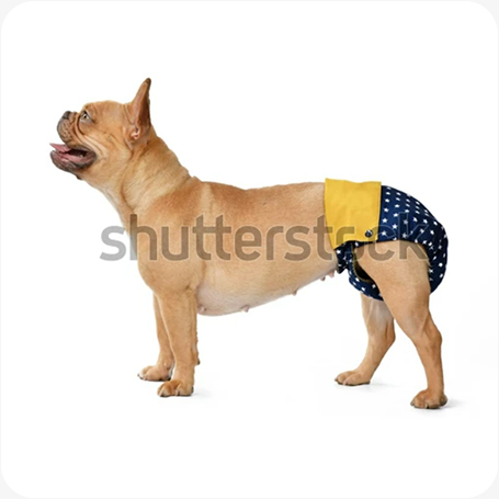 pet-diaper.jpg