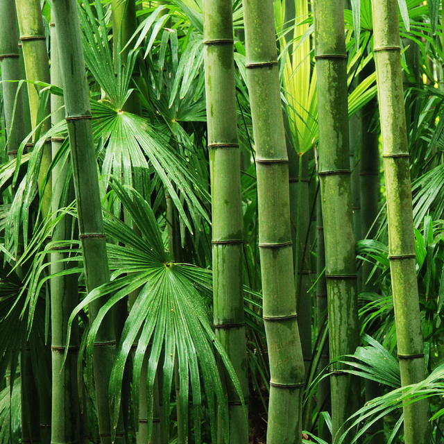 BAMBOO