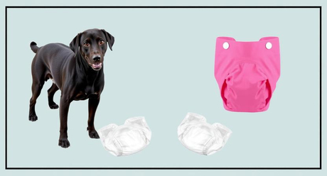 male-vs-female-dog-diapers-key-differences-481ea5.jpg